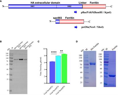 A ferritin nanoparticle vaccine based on the hemagglutinin extracellular domain of swine influenza A (H1N1) virus elicits protective immune responses in mice and pigs
